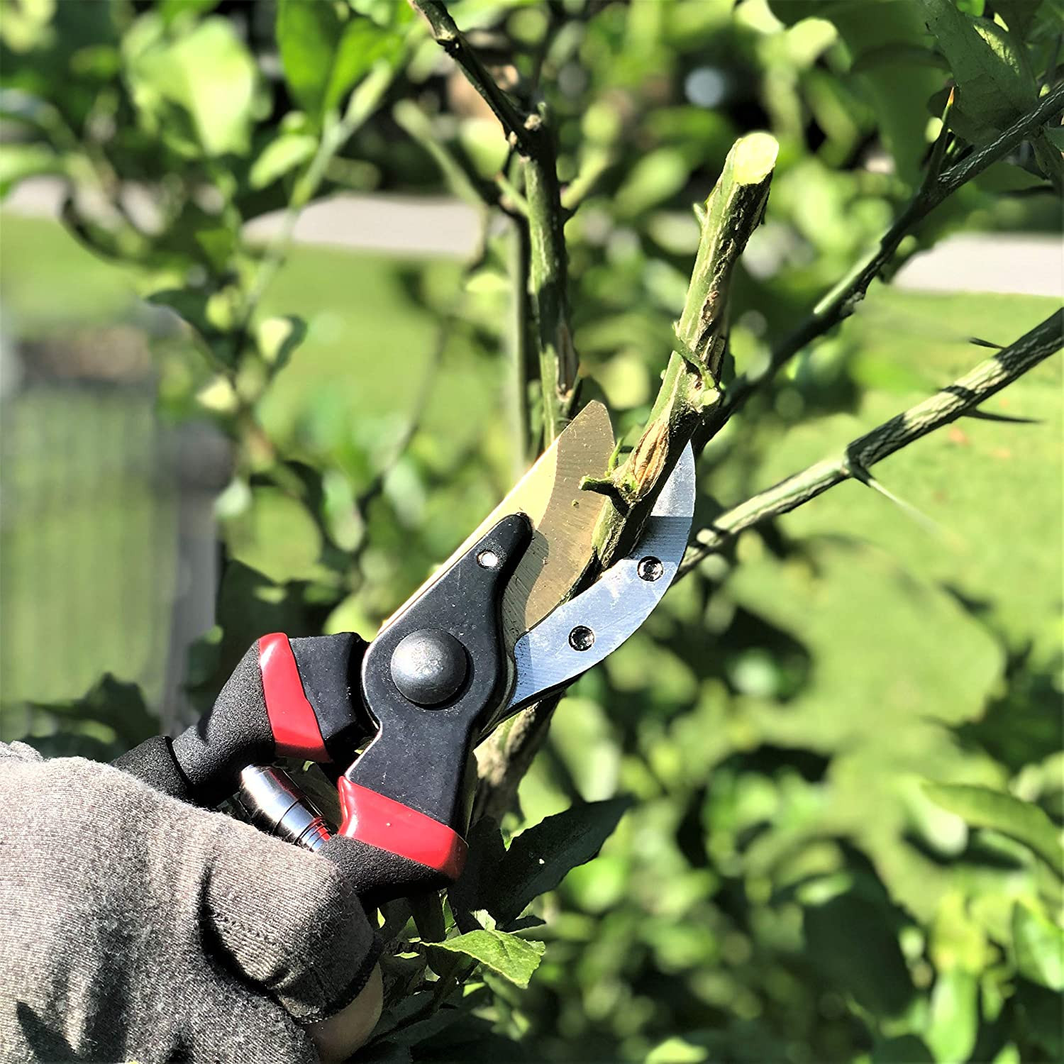 – Pruning Shears Garden Shears 8 Professional Titanium Blade Garden