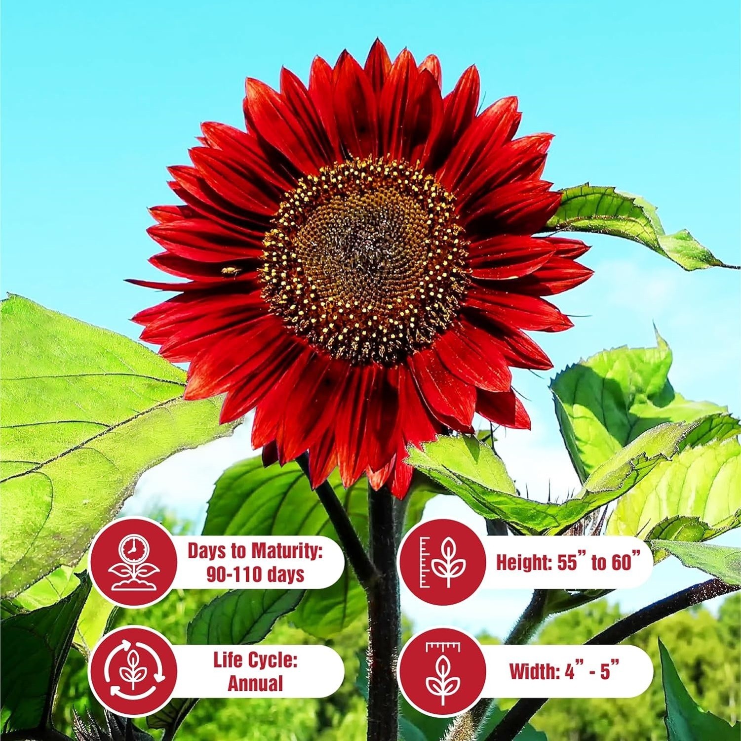 Red Vibrant Sunflower Seeds for Planting- Velvet Queen, Heirloom, Non GMO