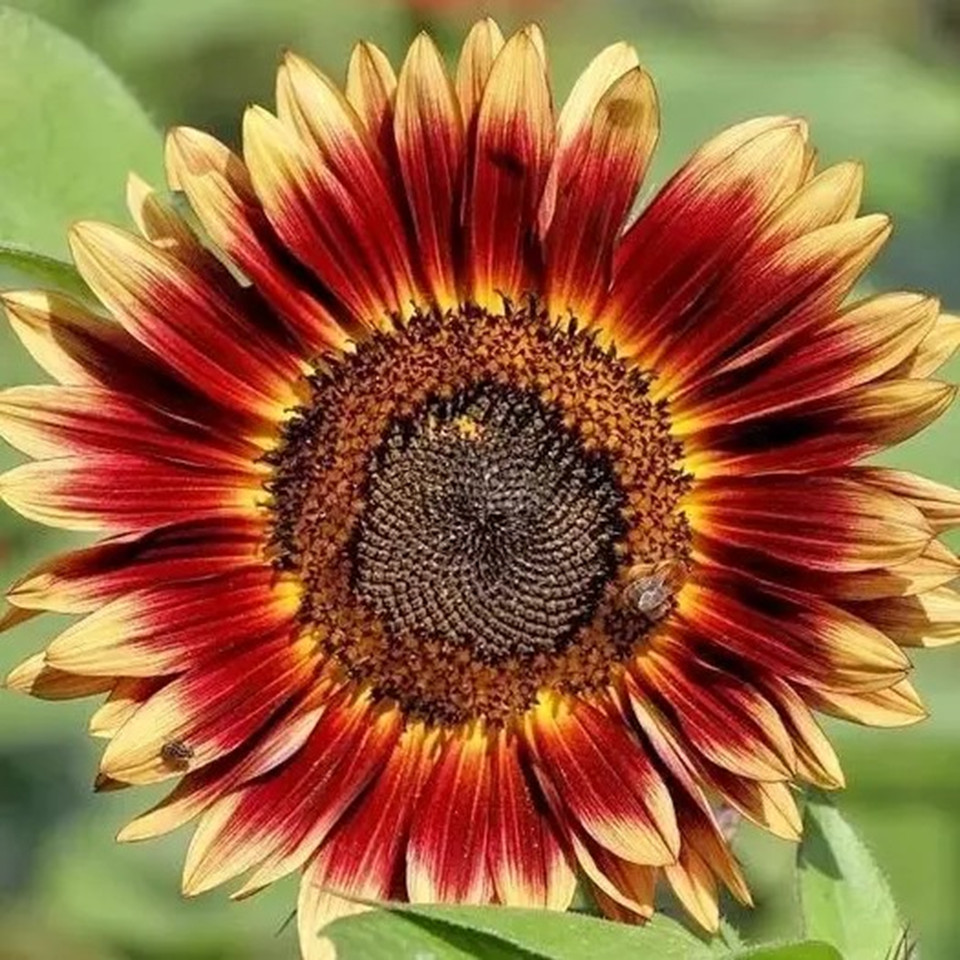 Indian Blanket Sunflower Seeds – Native Wildflower Pollinators Heirloom Non-GMO