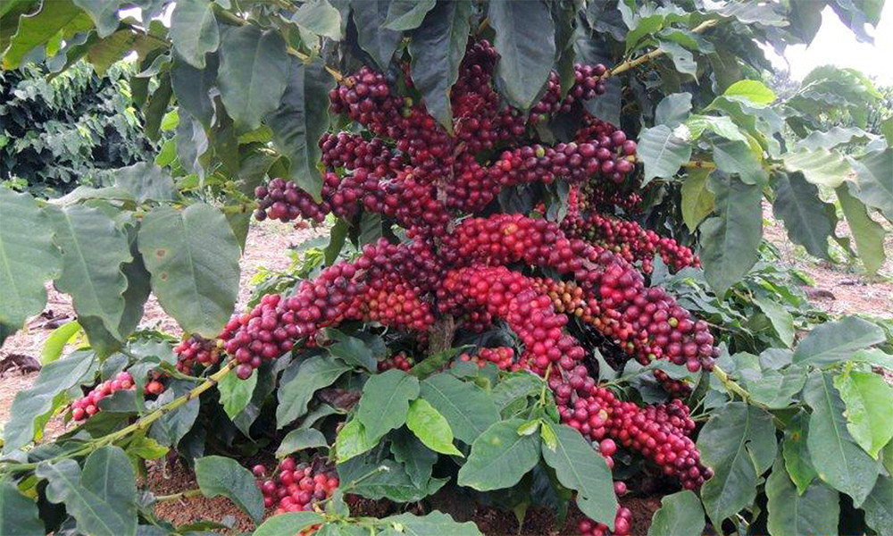 100% HAWAIIAN / KONA COFFEE BEANS MEDIUM ROASTED 2 / 12 POUNDS