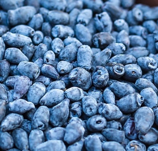 1 Each Indigo Gem and Indigo Treat Honeyberry 3YR LIVE PLANTS Lonicera caerulea