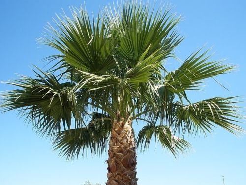 (2) 14- 18 INCHES, 2+ YEARS, WASHINGTON ROBUSTA, MEXICAN FAN PALM TREE SAPLINGS