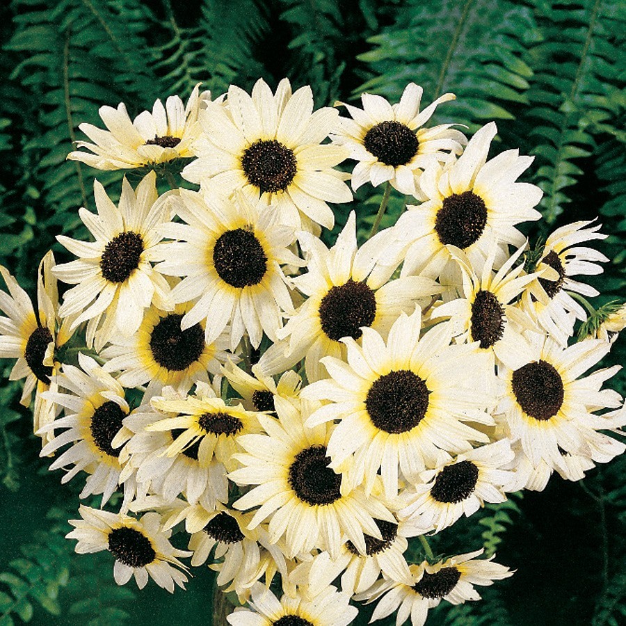 Sunflower ITALIAN WHITE – Heirloom Non-GMO 100 Seeds USA High Germination Fresh!