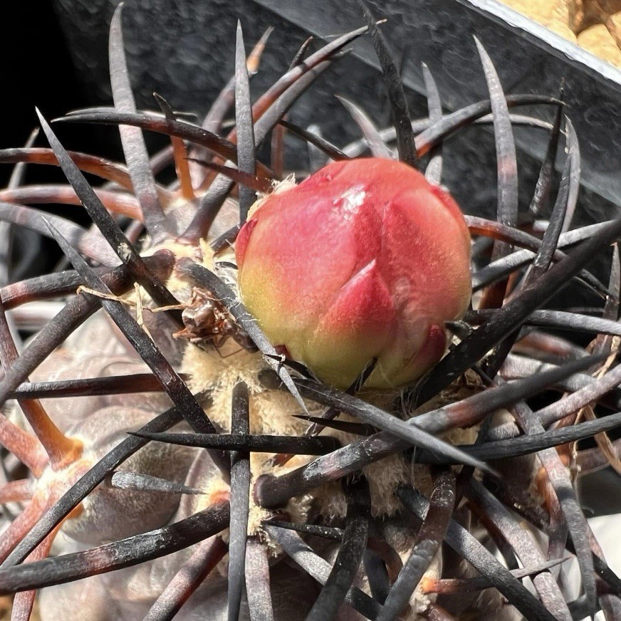 (10) Pack RARE SEEDS Copiapoa Griseoviolacea US SELLER