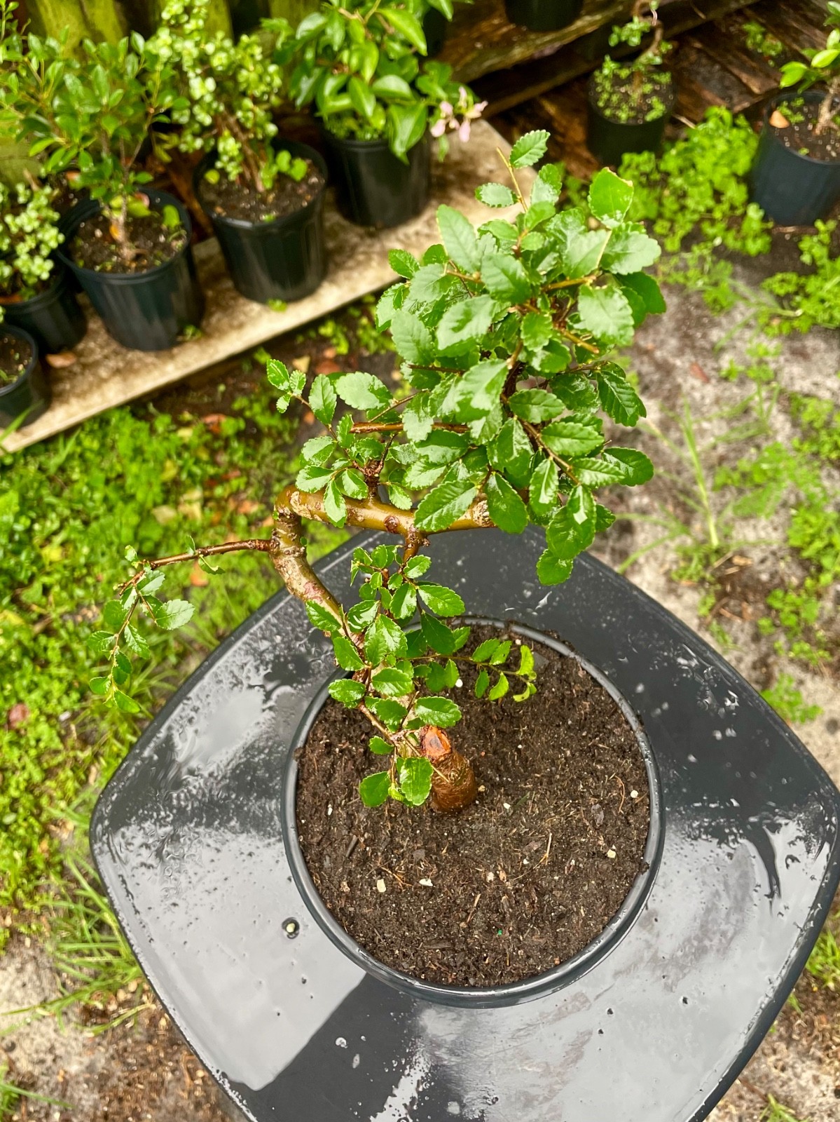 CHINESE ELM Pre-Bonsai /Bonsai S Tree Cold Hardy / Tiny leaves 5 years old