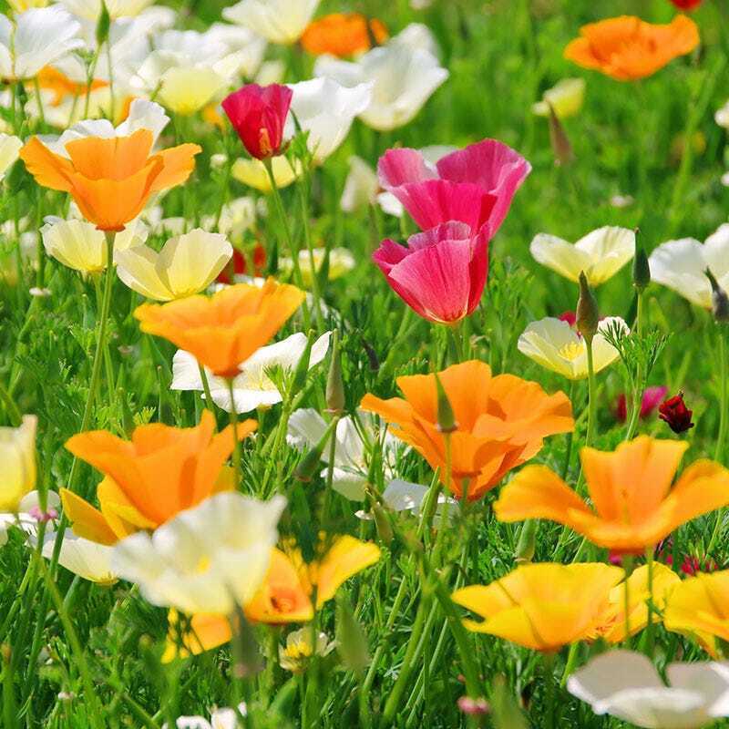 California Poppy Seed Mix, California State Flower, Multiple Colors, FREE SHIP