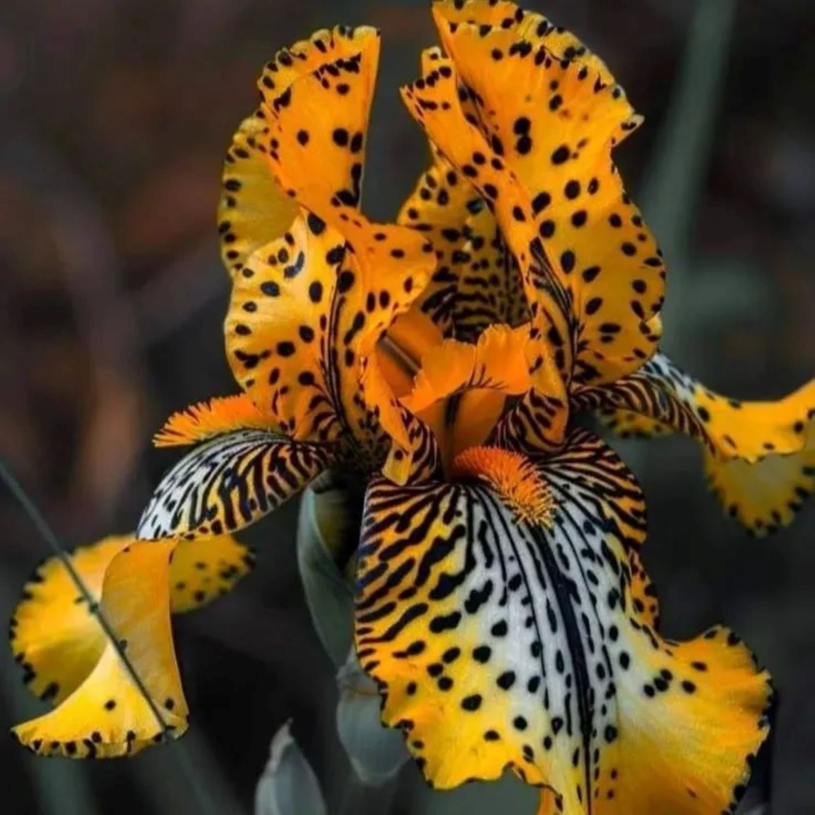 50 Iris Seeds Yellow Amber Flower Plant (much less money than bulbs)
