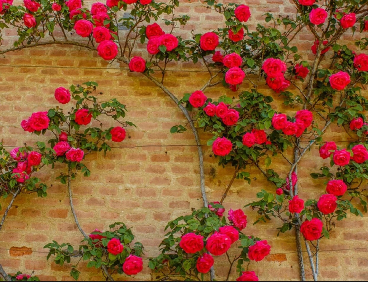 20pcs Red Climbing Rose Seeds – Rare Non-GMO Heirloom Variety for Your Garden