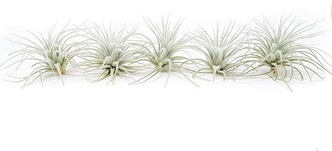 Rare Tectorum Ecuador Air Plants – Bright White – Sale Packs