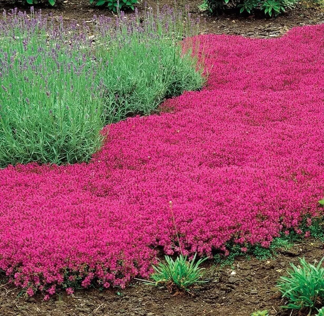 1000+ Red Creeping Thyme Seeds — Groundcover — Non-GMO — FRESH