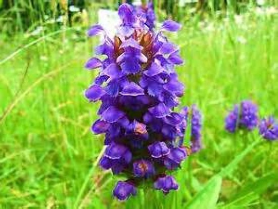 HEAL ALL PRUNELLA VULGARIS 50 FRESH SEEDS FREE USA SHIPPING