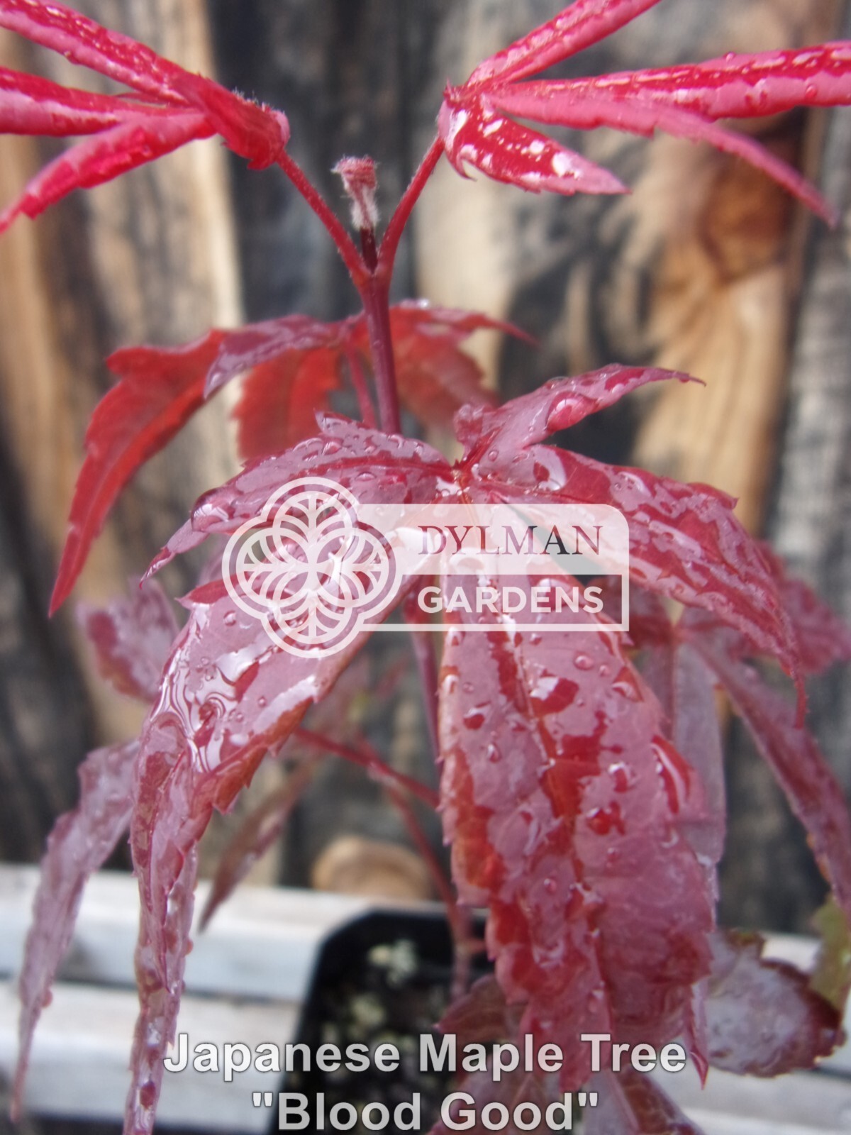 Dormant Japanese Maple Trees (Acer palmatum ‘Bloodgood’) Bonsai – Multiple Sizes