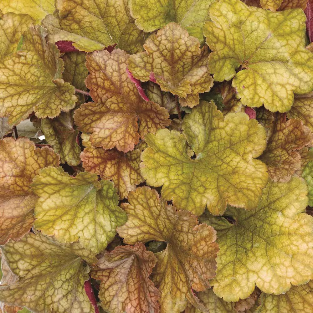 4.5 In. Qt. Dolce Toffee Tart Coral Bells (Heuchera Hybrid) Live Perennial Plant