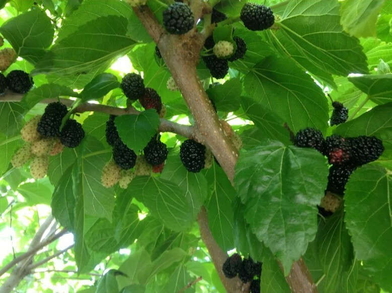 Black mulberry tree 10 cuttings Shangri-La zone 6 + organic large fruit