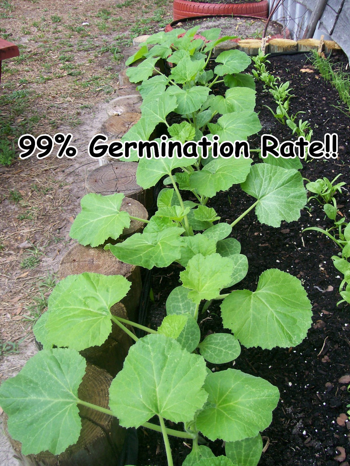 Seeds,Emergency,Survival Non-GMO,Organic,Heirloom 80 Pkgs 40 DifferentVarieties