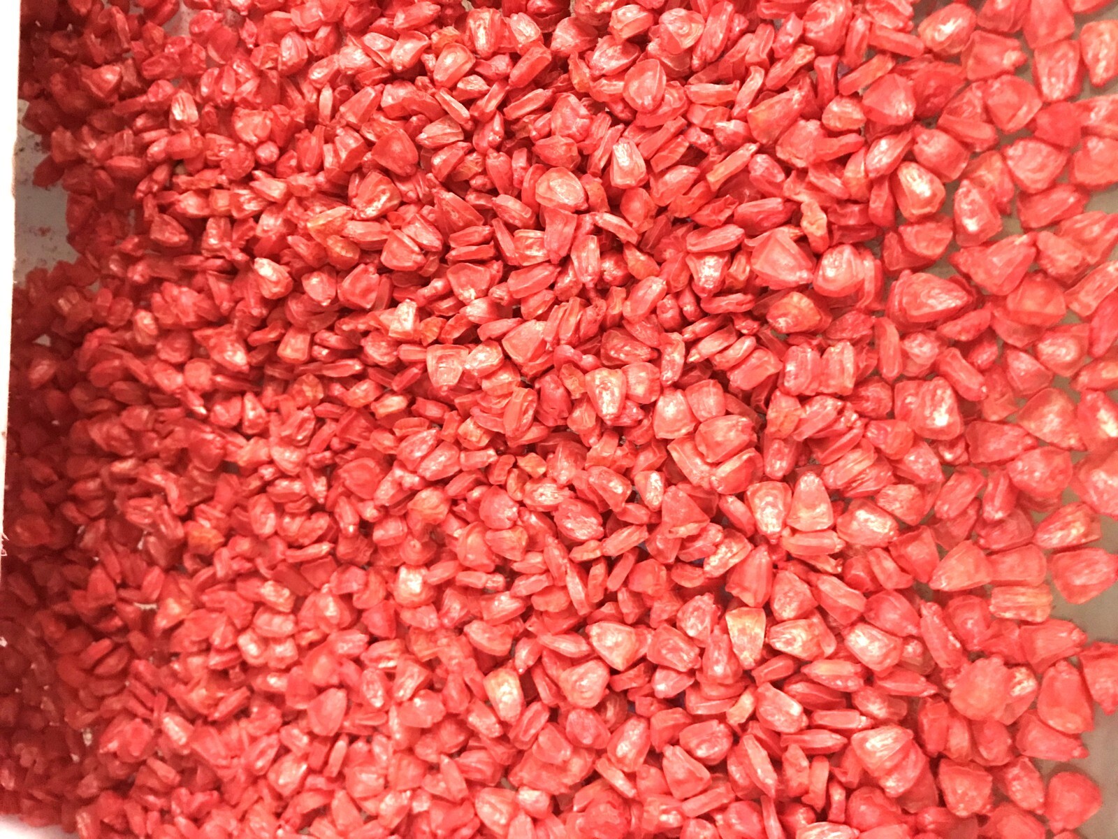 G90 Delicious Hybrid Sweet Corn Seed Bicolor Treated 700+ Seeds, 8oz. 95% Germ.