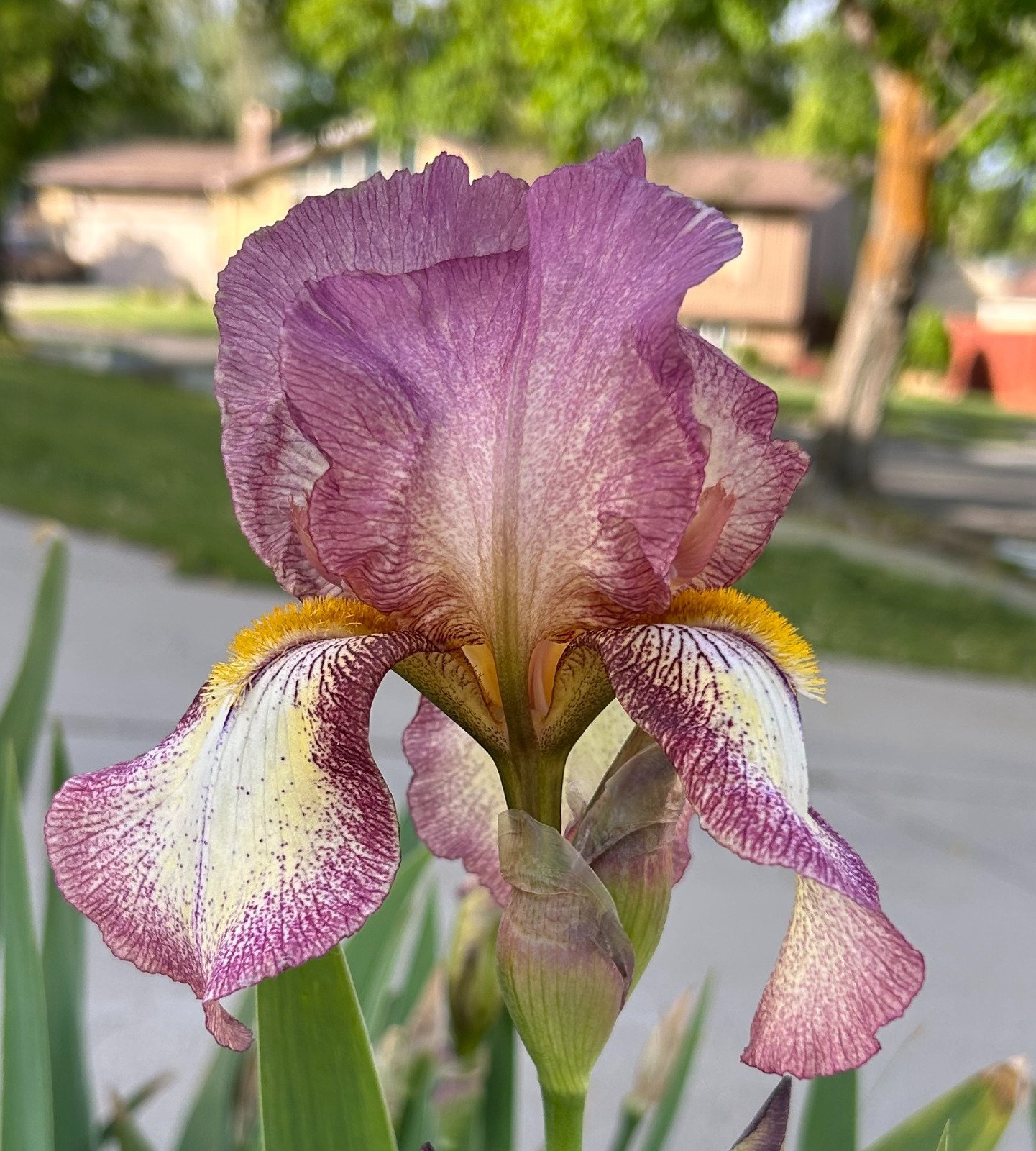 ‘Mount Timp’ iris rhizome + gift, combined shipping $1 each additional