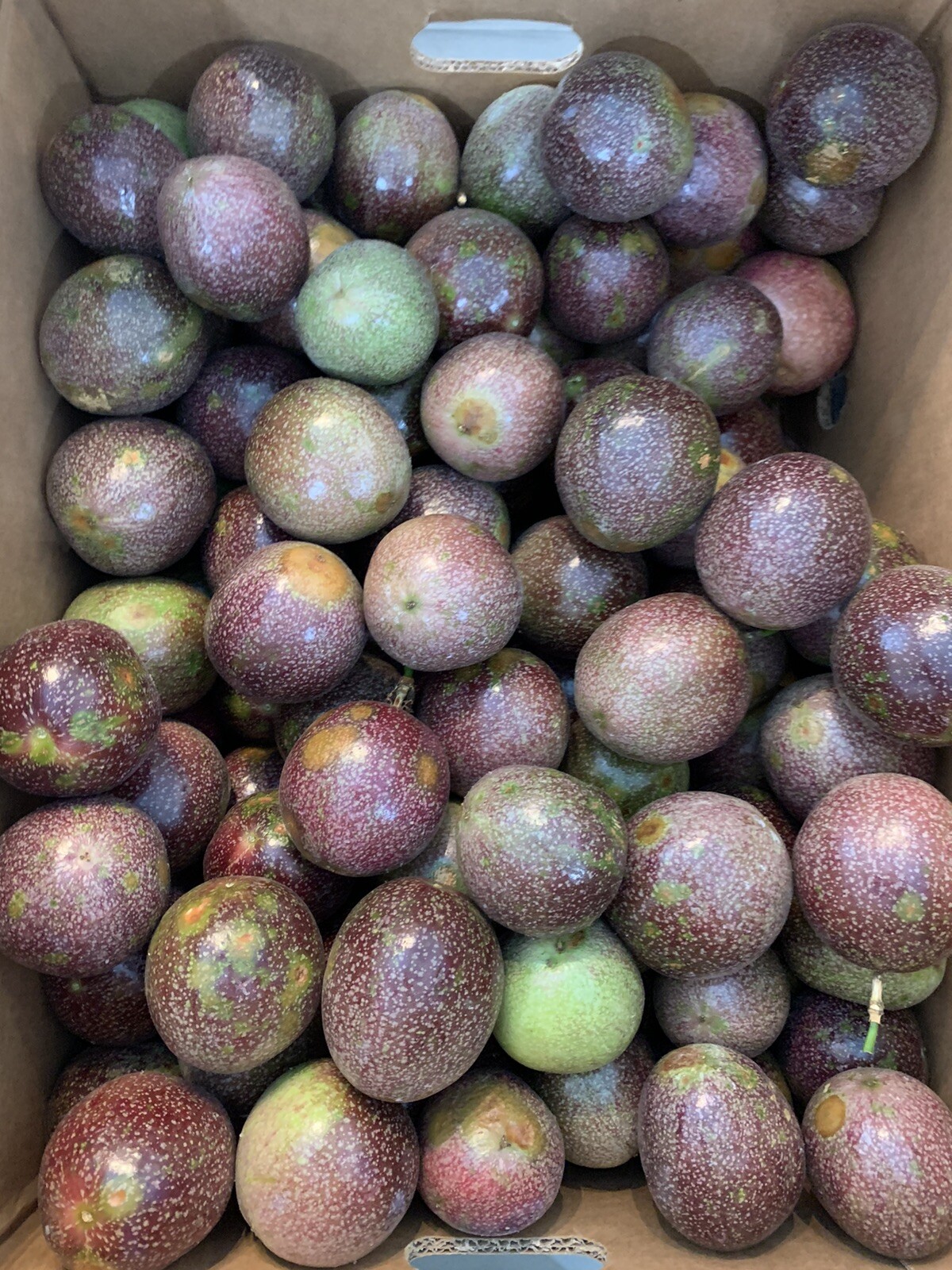 Fresh Passion Fruit (8 LBS) The Actual Fruit