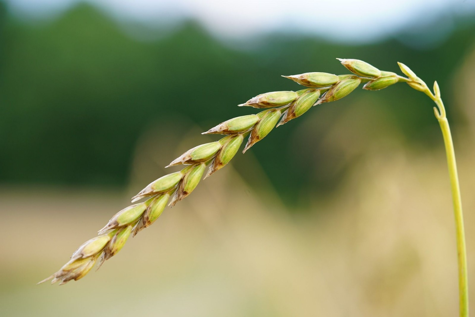 100 Organic Spelt Seeds! -All Natural Non GMO