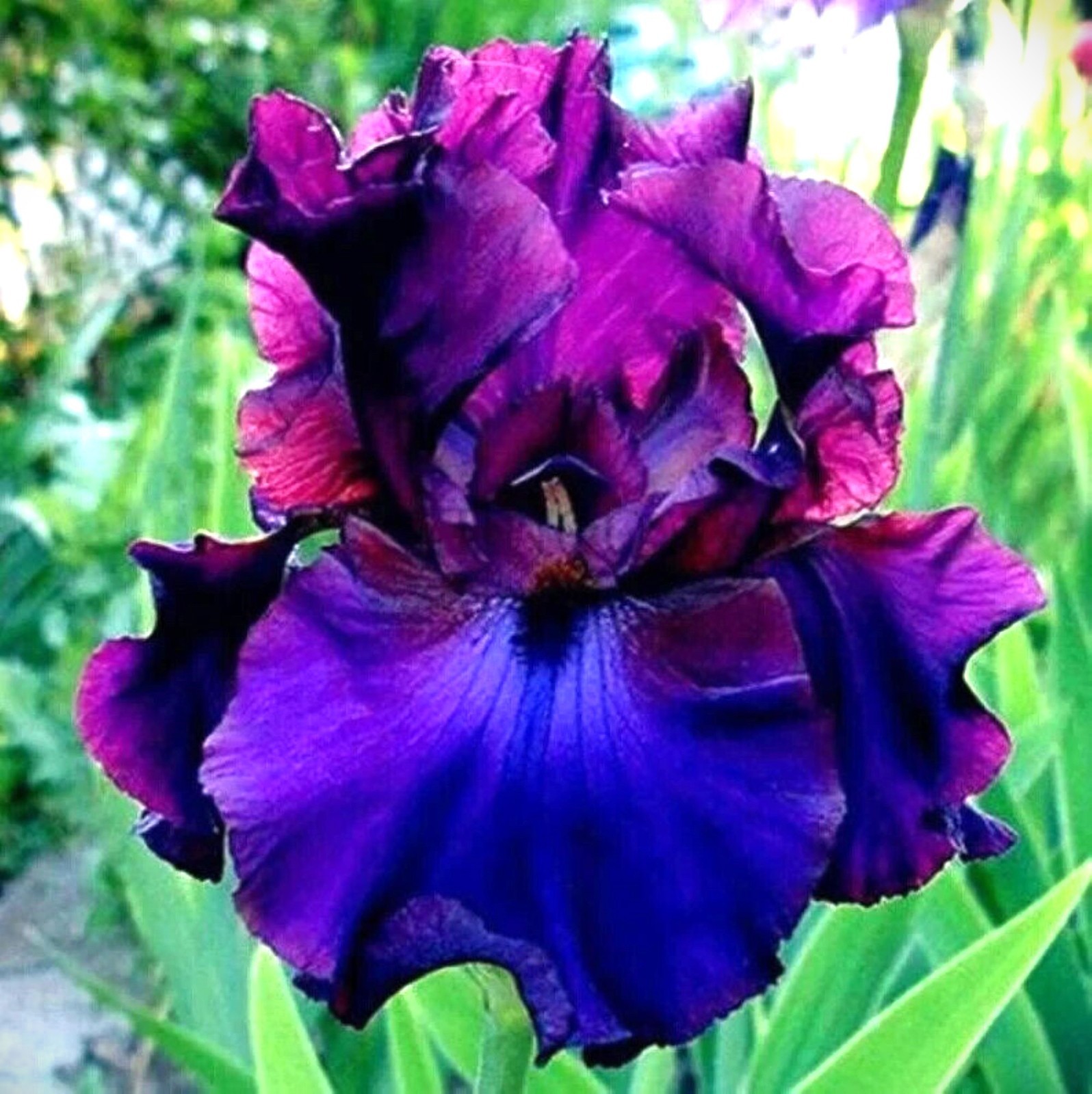 50 Iris Seeds Much Less Money Than Bulbs ..
