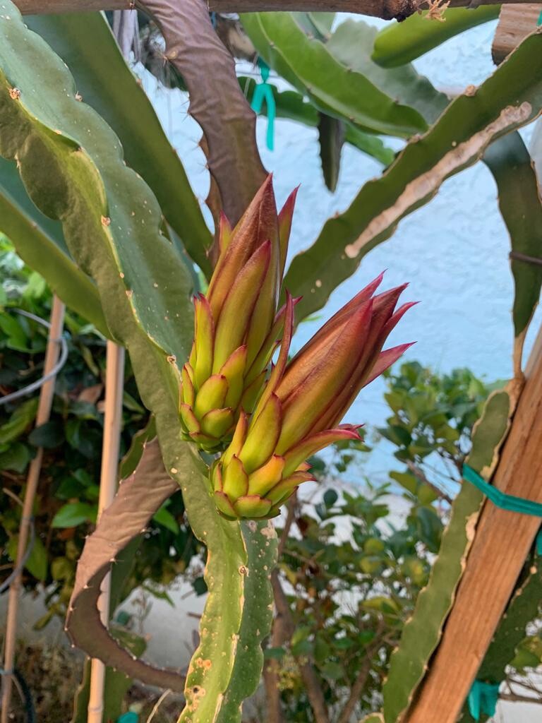 DRAGON FRUIT CUTTING 10-14 Inches Check Description
