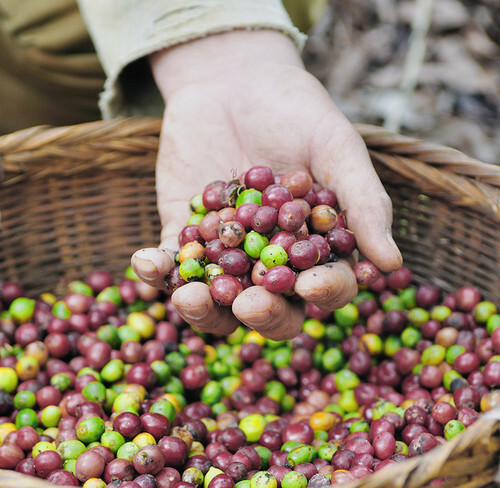 2 5 10 LB TANZANIA PEABERRY FRESH ROASTED COFFEE WHOLE BEAN, GROUND – ARABICA