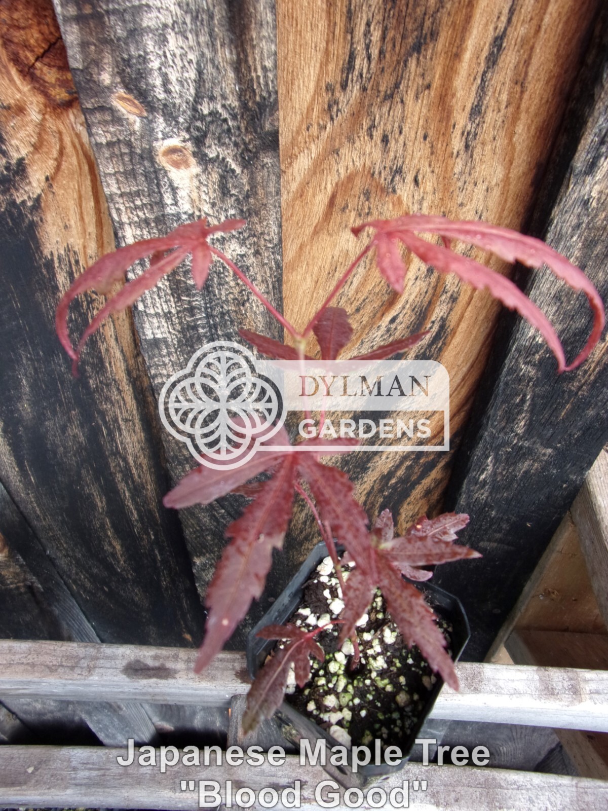 Dormant Japanese Maple Trees (Acer palmatum ‘Bloodgood’) Bonsai – Multiple Sizes