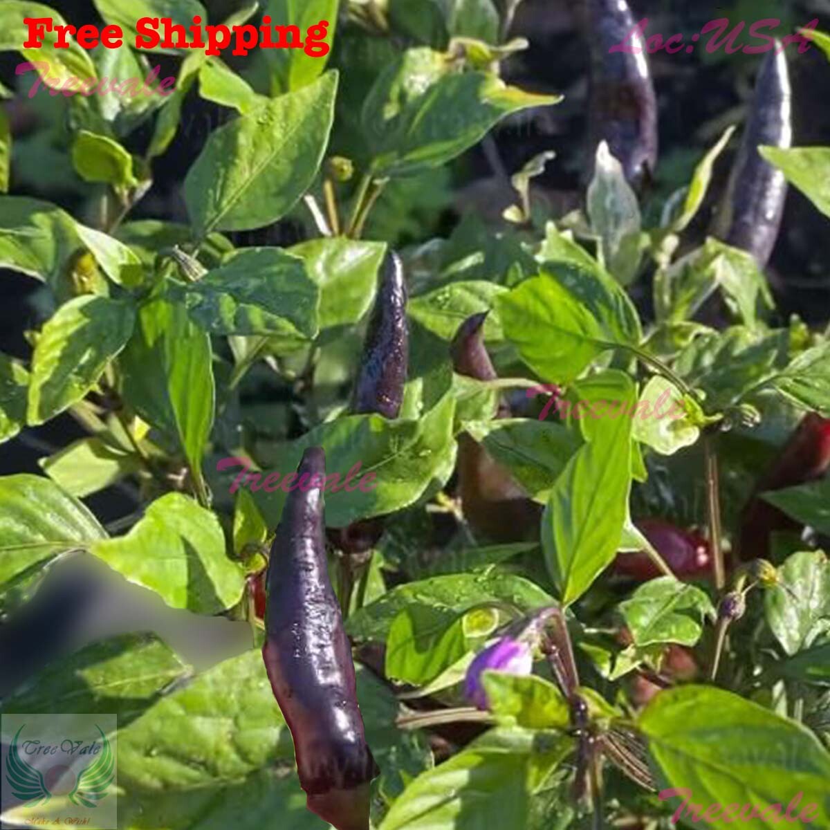 Hot Purple Tiger Pepper, Trifetti Hot Peppers SEEDS | NON-GMO, Organic