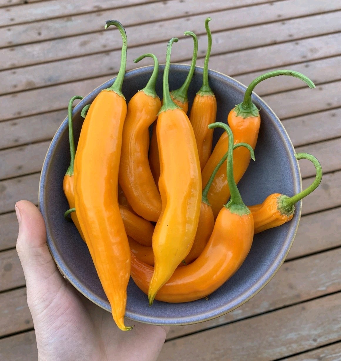 Aji Amarillo Chili Pepper Seeds (20) / Florida Grown / Super Rare / Mild