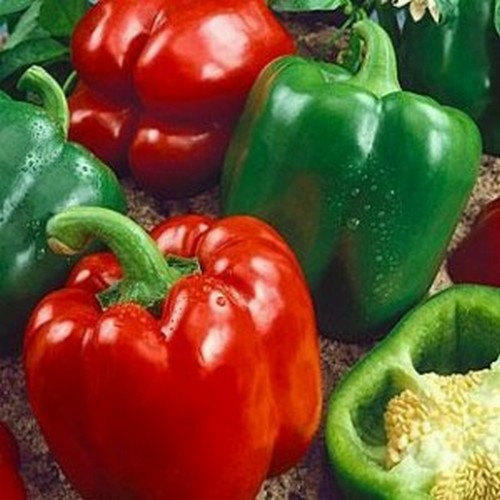 California Wonder Bell Pepper Seeds, NON-GMO, ORGANIC, HEIRLOOM – Free Shipping!