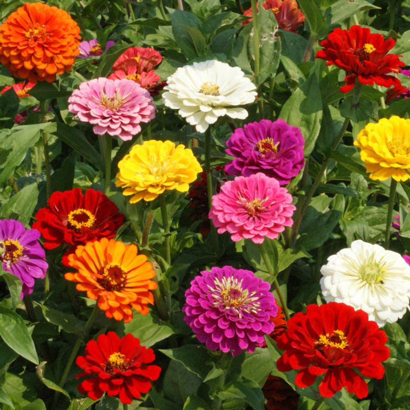 250+ ZINNIA CALIFORNIA GIANT SEEDS NON – GMO FRESH FOR YOUR FLOWER GARDENS