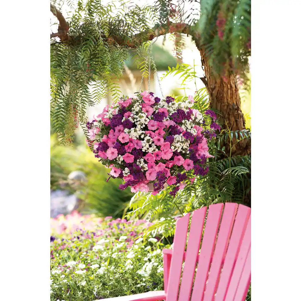 4-Pack, 4.25 In. Eco+Grande Supertunia Vista Bubblegum (Petunia) Live Plant, Pin