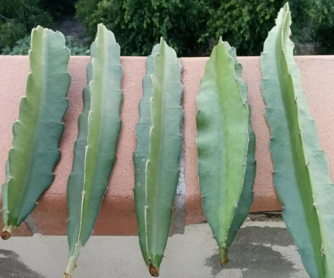 FRESH DRAGON FRUIT CUTTINGS – MULTIPLE VARIETIES – 8″ – 12″ (1 Cutting)