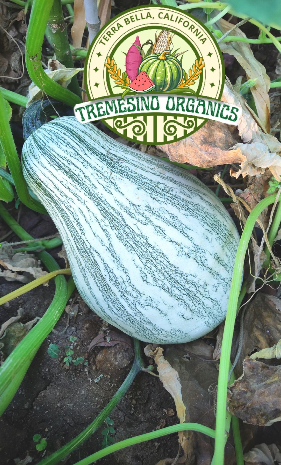 Organic Mexican Native Pipiana Squash, 20 Seeds- Calabaza Mexicana,20 Semillas