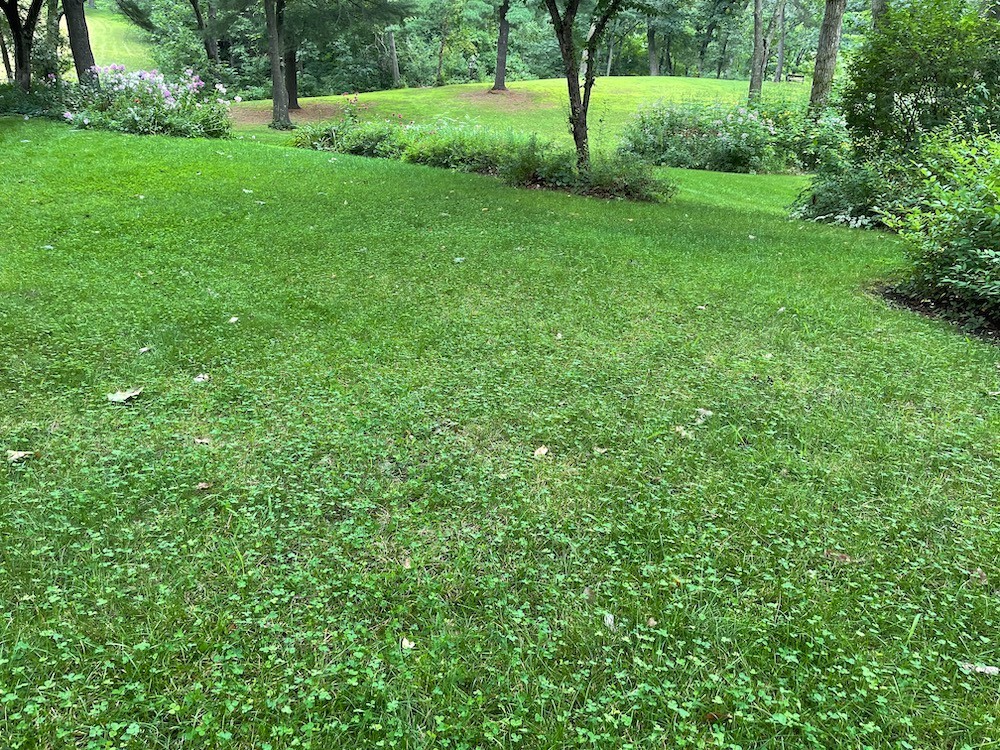 Micro Clover Seed, Organic Coated, Eco-Friendly, Low Growing, Low Maintenance