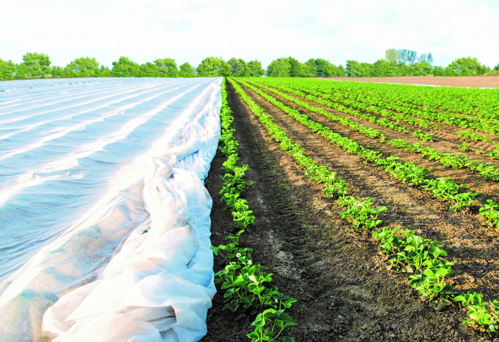 DeWitt Plant Protection (multiple sizes and weights)