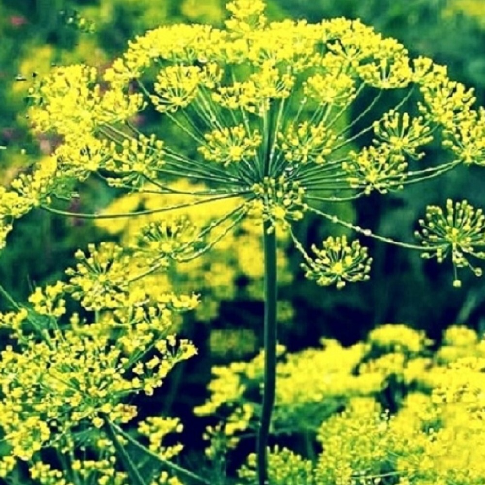 Bouquet Dill Seeds | NON-GMO | Heirloom | Fresh Garden Seeds