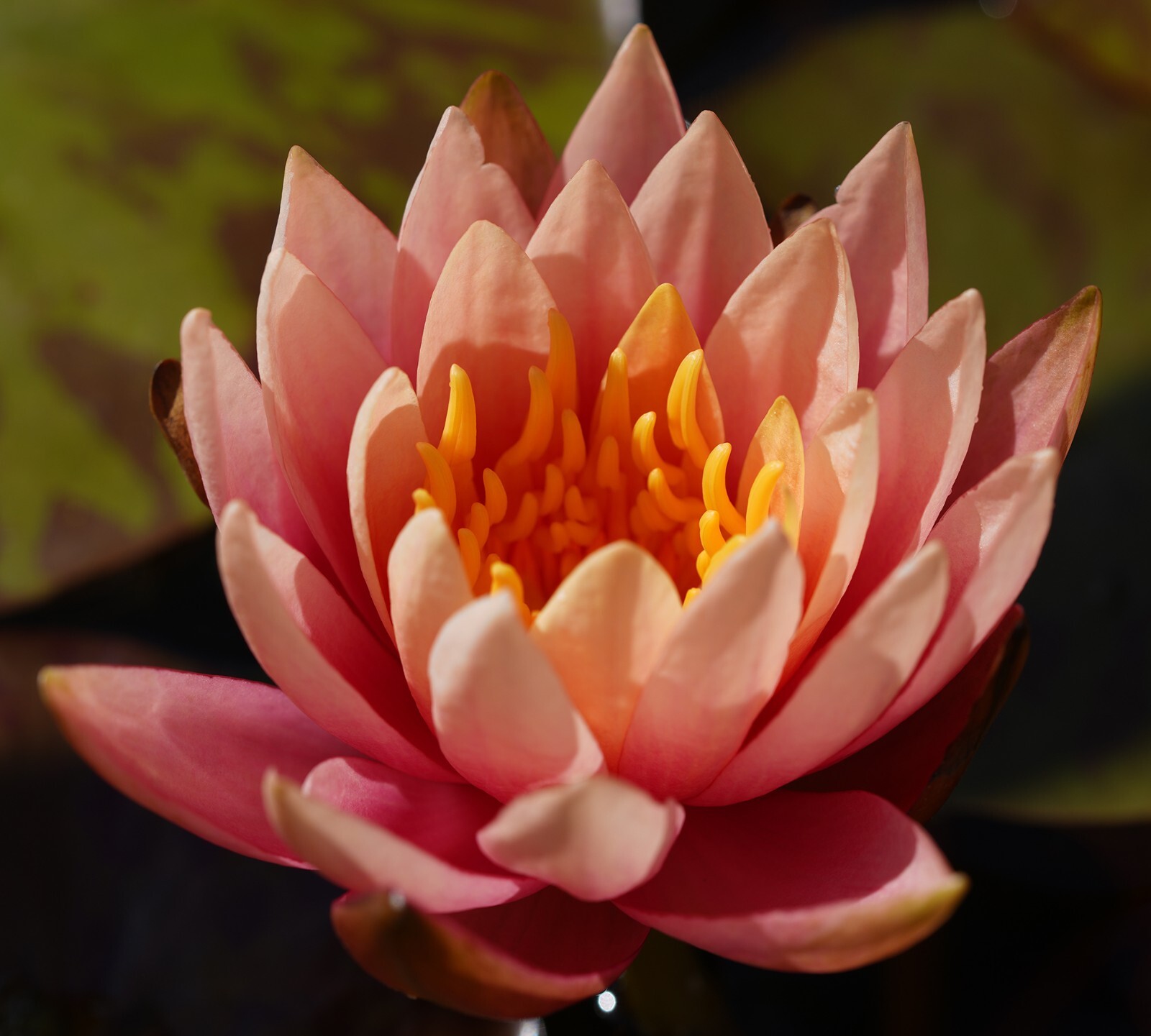 Live Hardy Water Lily Tubers Aquatic Pond Plants Lilies Multiple Colors Avail