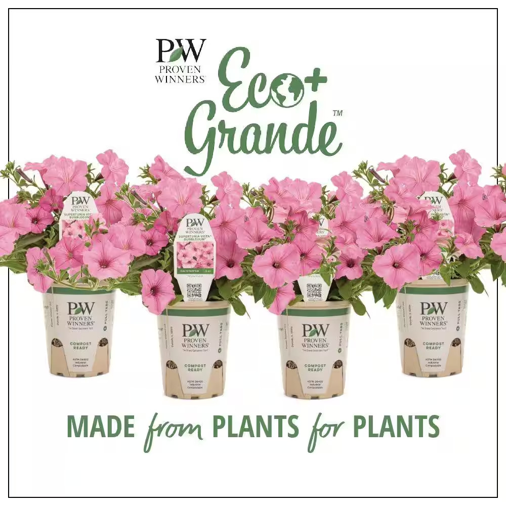 4-Pack, 4.25 In. Eco+Grande Supertunia Vista Bubblegum (Petunia) Live Plant, Pin
