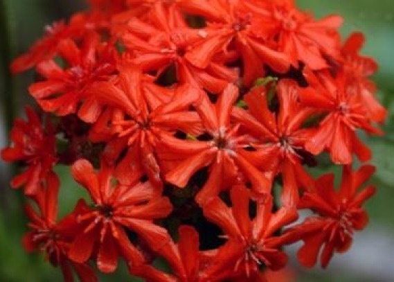 MALTESE CROSS 100 FRESH SEEDS FREE SHIPPING