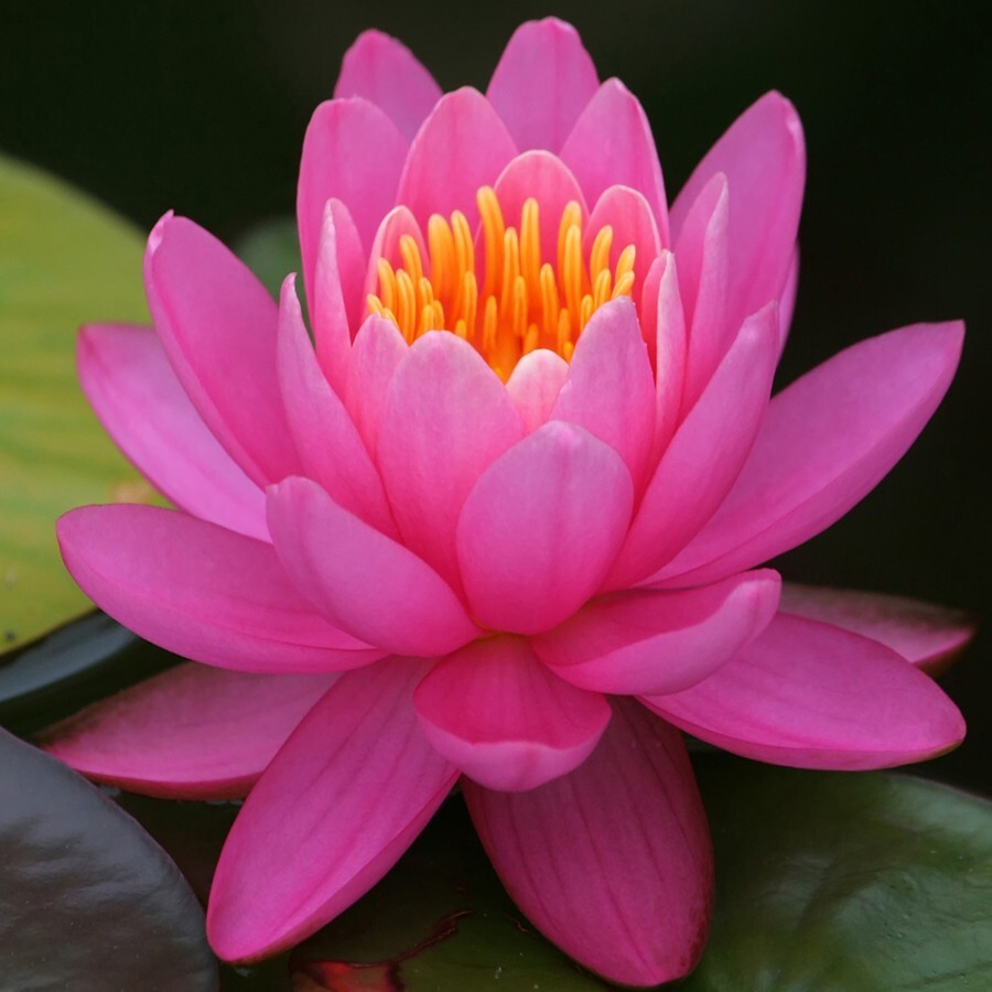 Live Hardy Water Lily Tubers Aquatic Pond Plants Lilies Multiple Colors Avail
