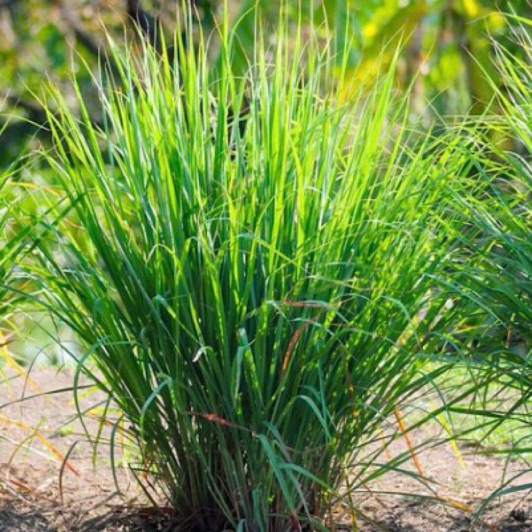 50+ Lemon Grass Seeds (cymbopogon Citratus) FRESH Non-GMO Garden Seeds