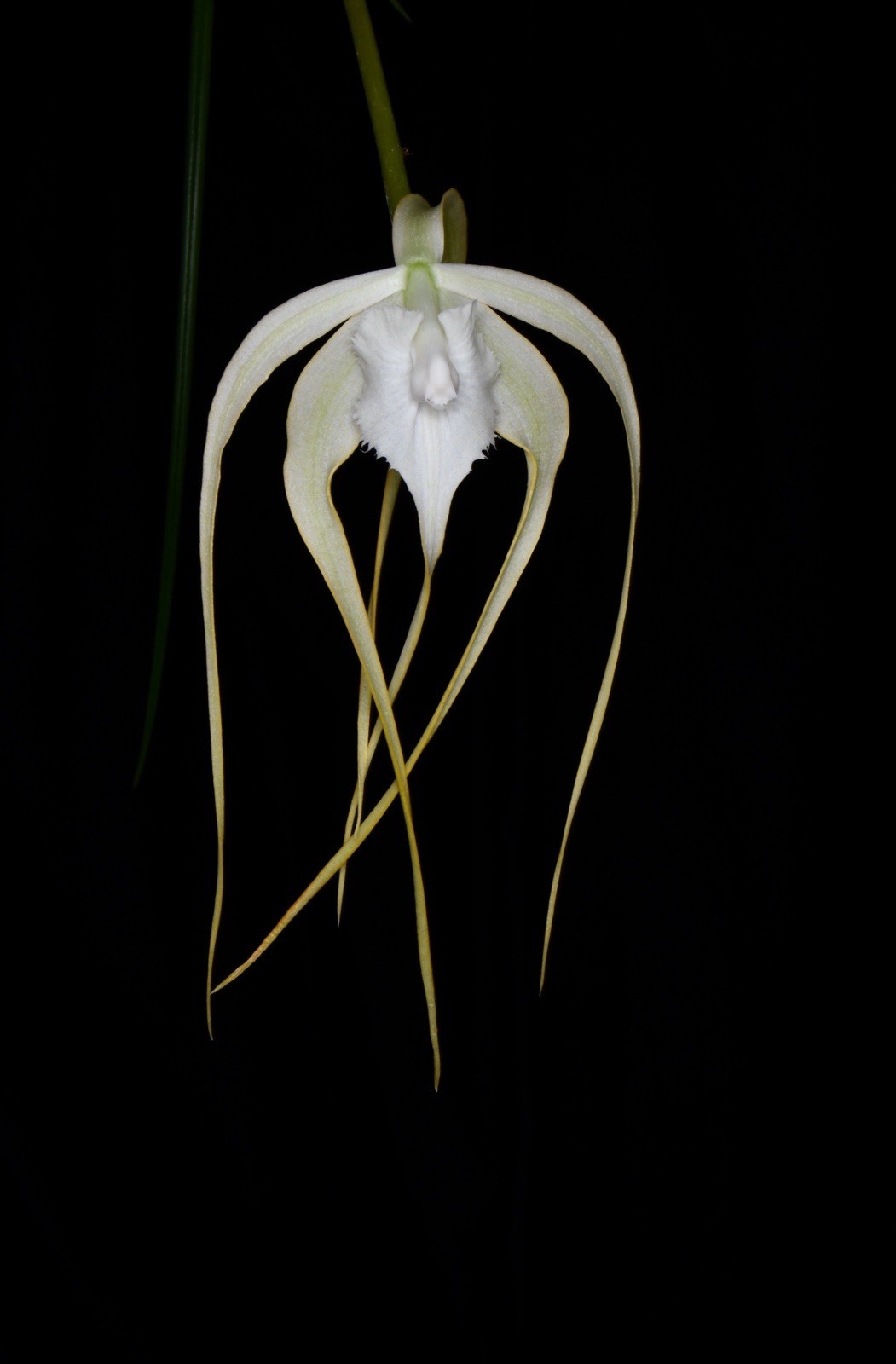 Orchid Species Brassavola cucullata ( Nice Large Plant )