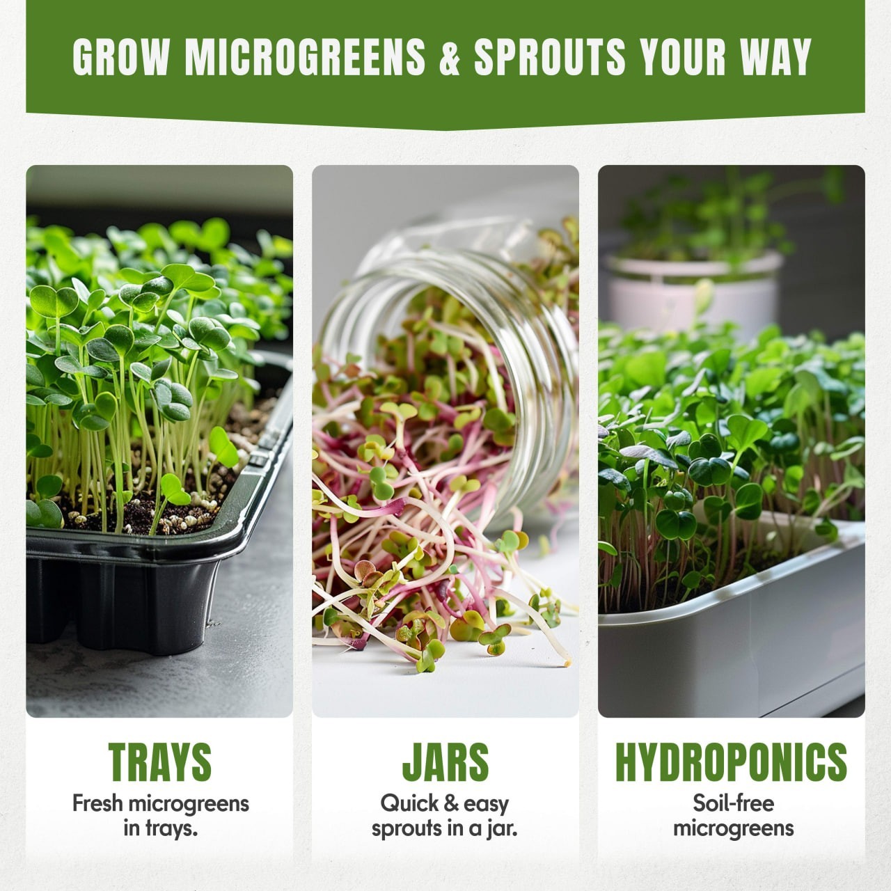 Microgreens & Sprouting Seeds Variety Pack, 10 Varieties, Non-GMO, 12550+ Seeds