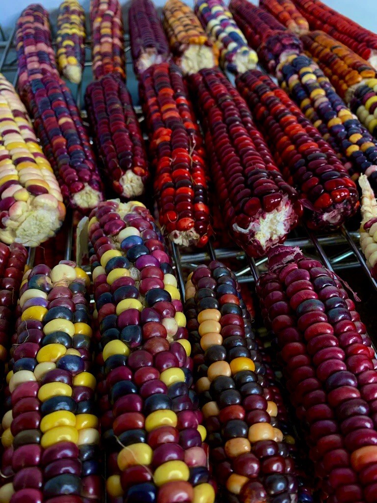 25 Painted Mountain Corn Seeds . Organic . Vibrant. Rare. Non Gmo. Annual .