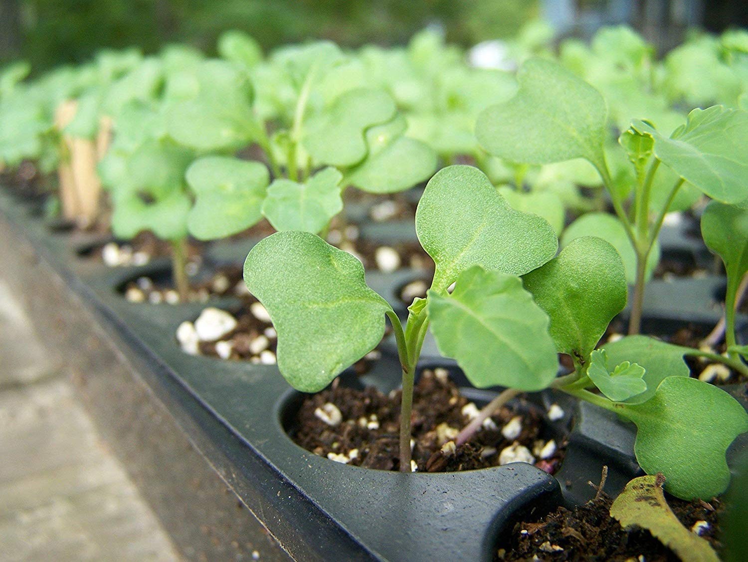 Organic Broccoli Seeds for Sprouting – Non-GMO, Kosher, Raw – by Food To Live