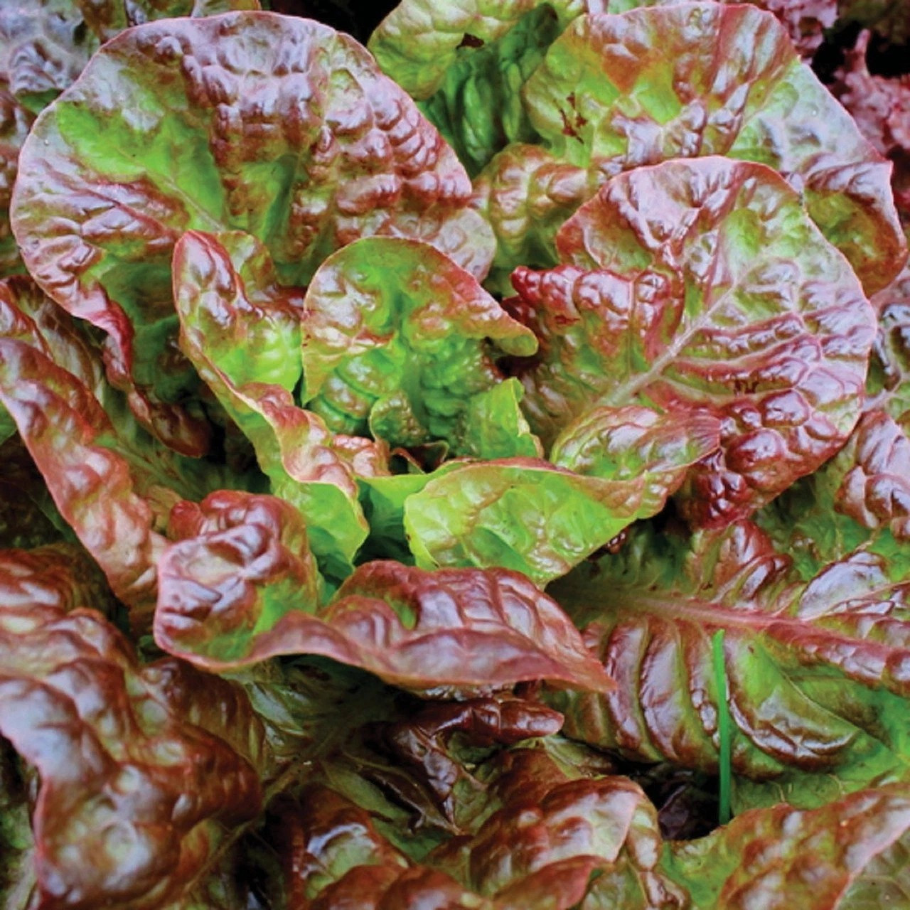 500+ LETTUCE SEEDS — PRIZEHEAD —- LEAF — NON GMO — ORGANIC