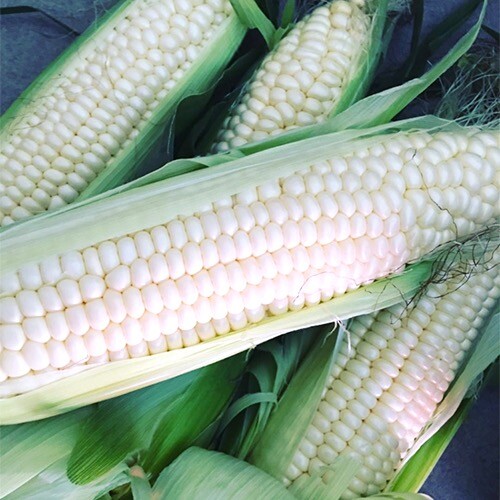 Silver Queen Corn Seeds | Hybrid / White Corn | Non-GMO | Free Shipping | 1111