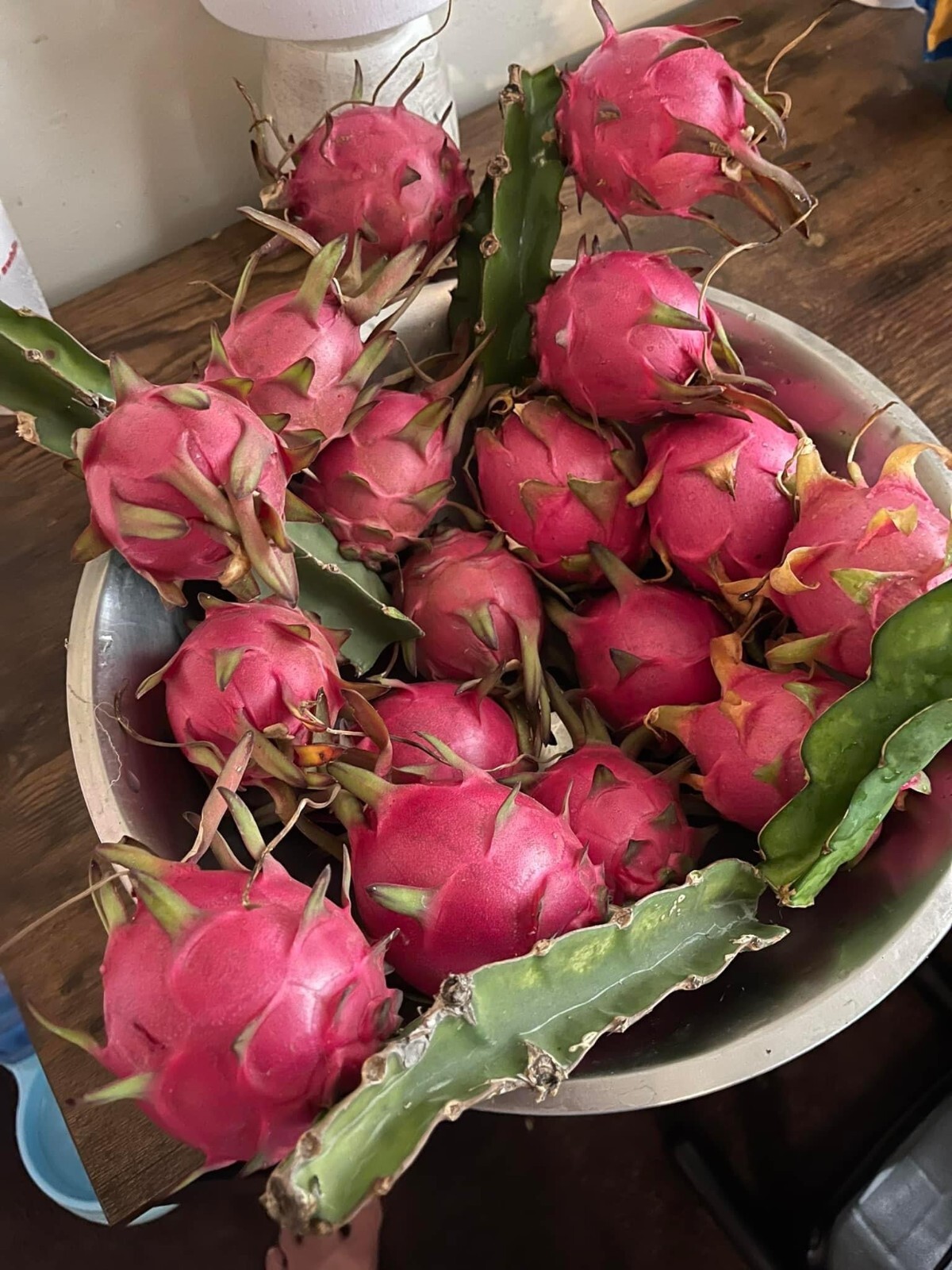 DRAGON FRUIT CUTTINGS – MULTIPLE VARIETIES – 8″ – 12: SIZE