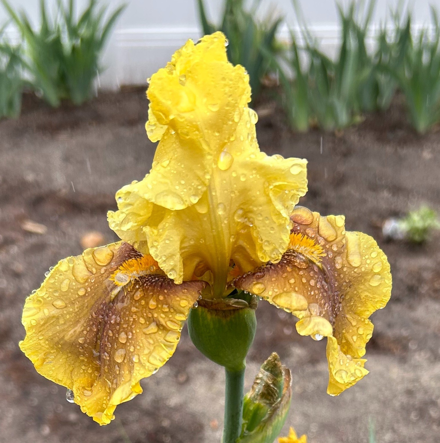 ‘Bayberry Candle’ iris rhizome + gift, combined shipping $1 each additional